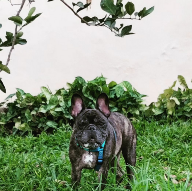 leia