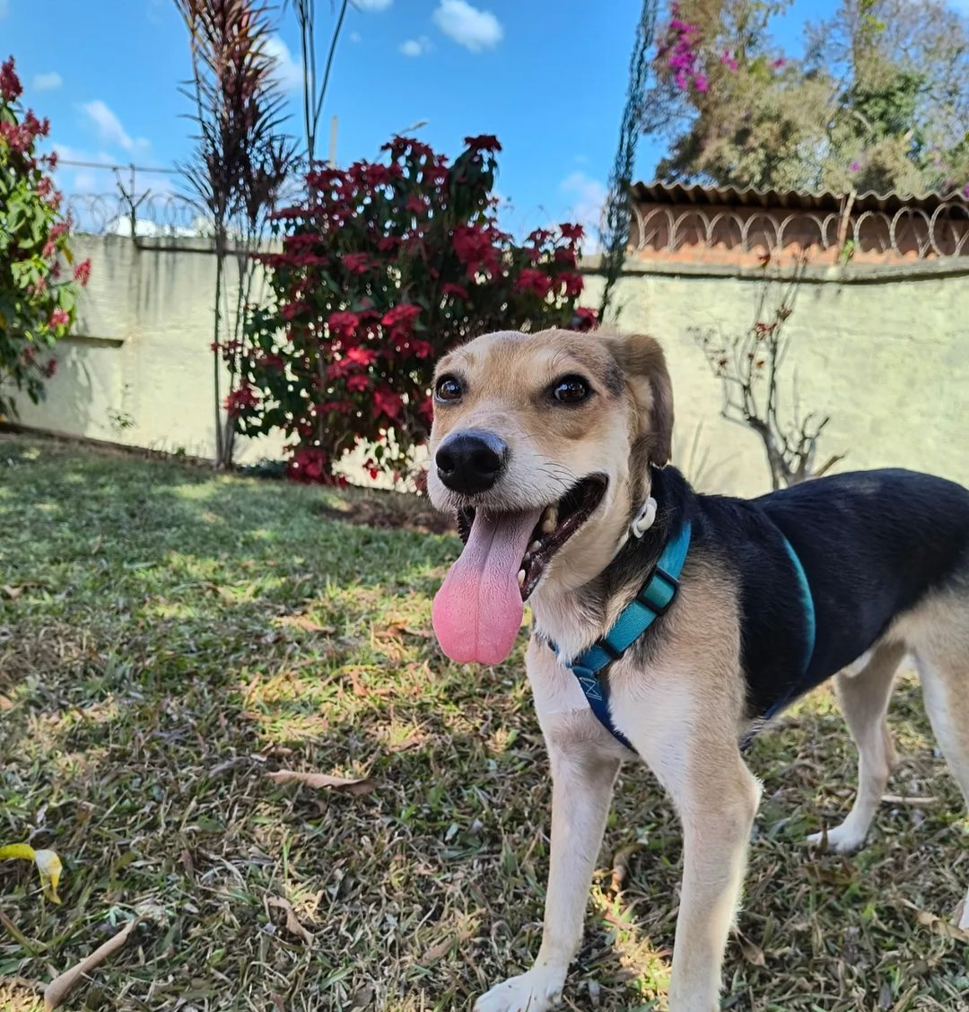 cachorro na praia