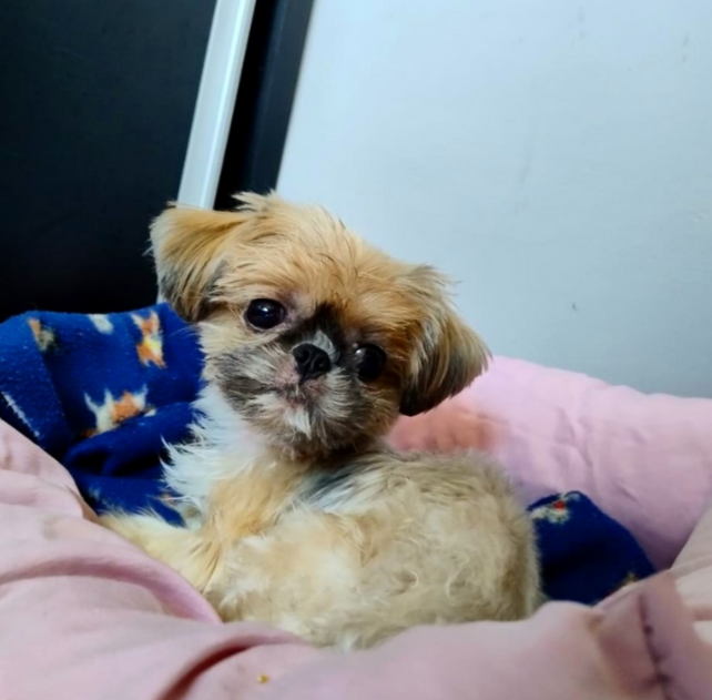 cachorro na praia