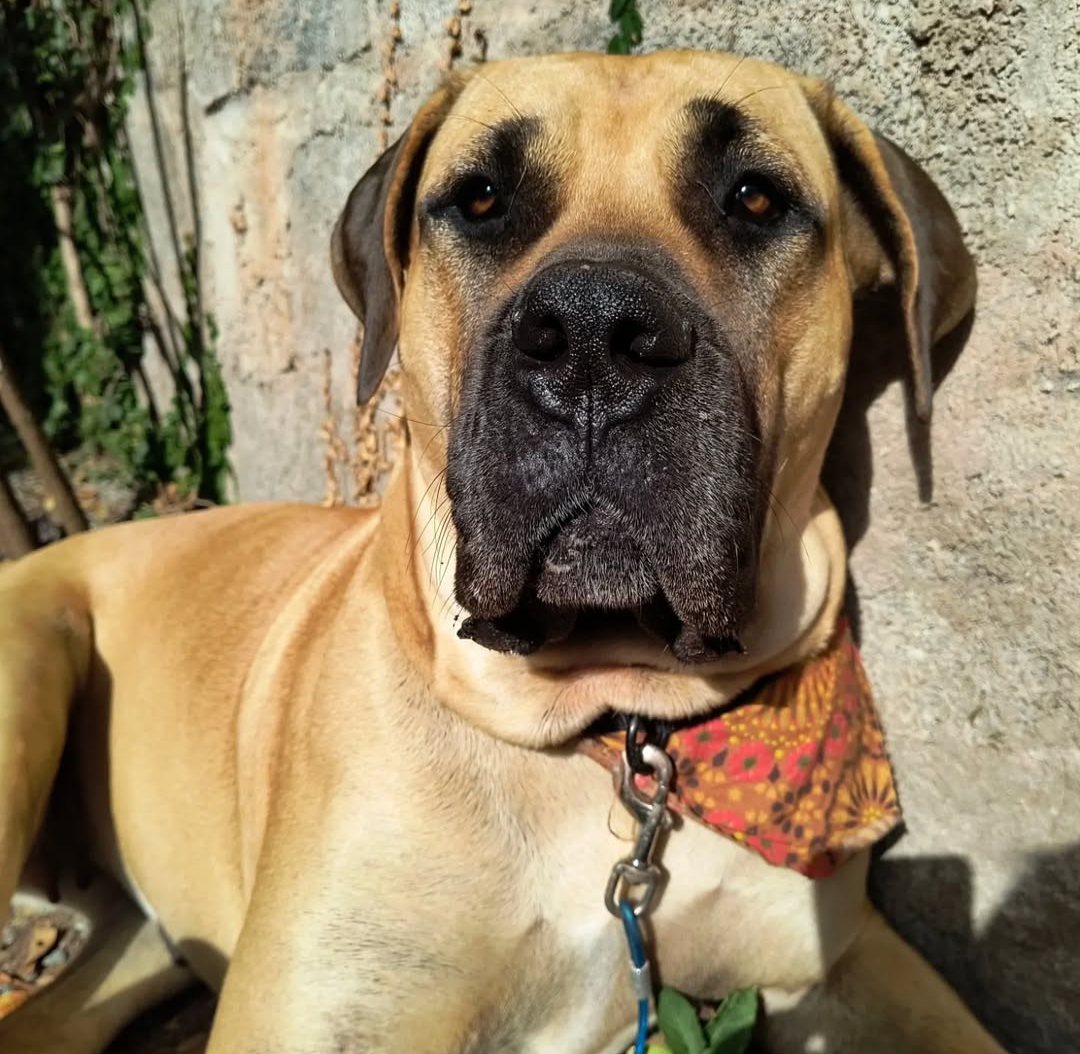 buldog com tia Alê